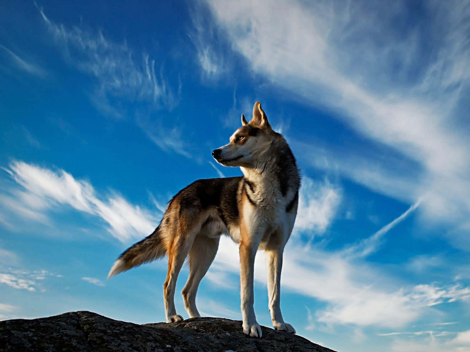 National Geographic Desktop Is On Top Background