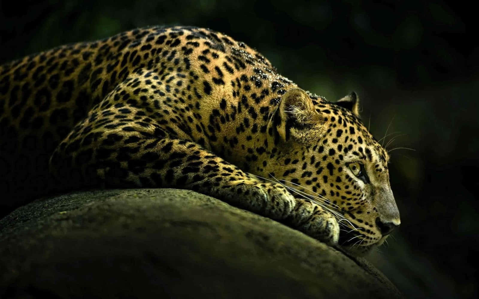 National Geographic Desktop Of A Leopard Background