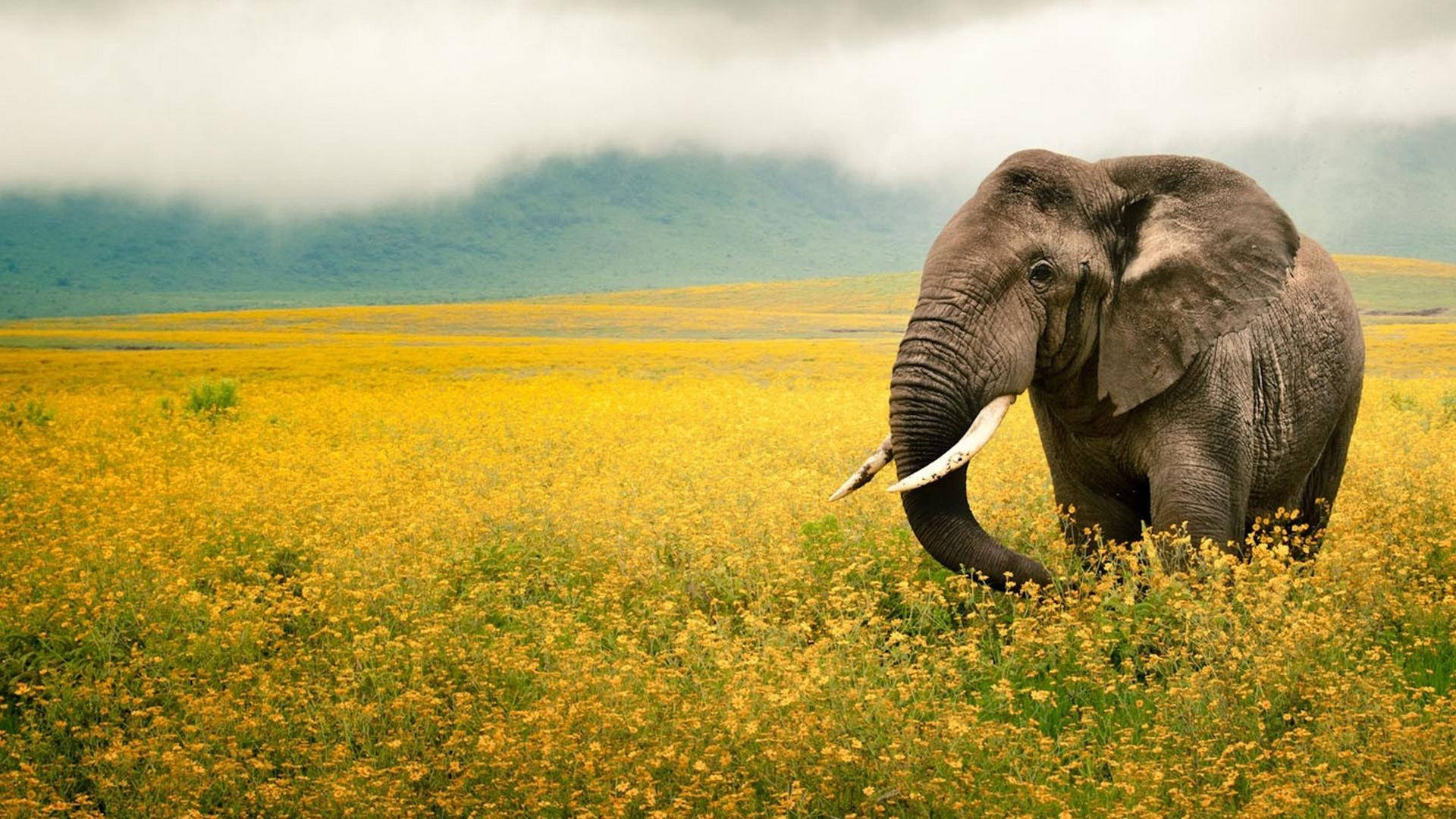 National Geographic Elephants Yellow Flower Background