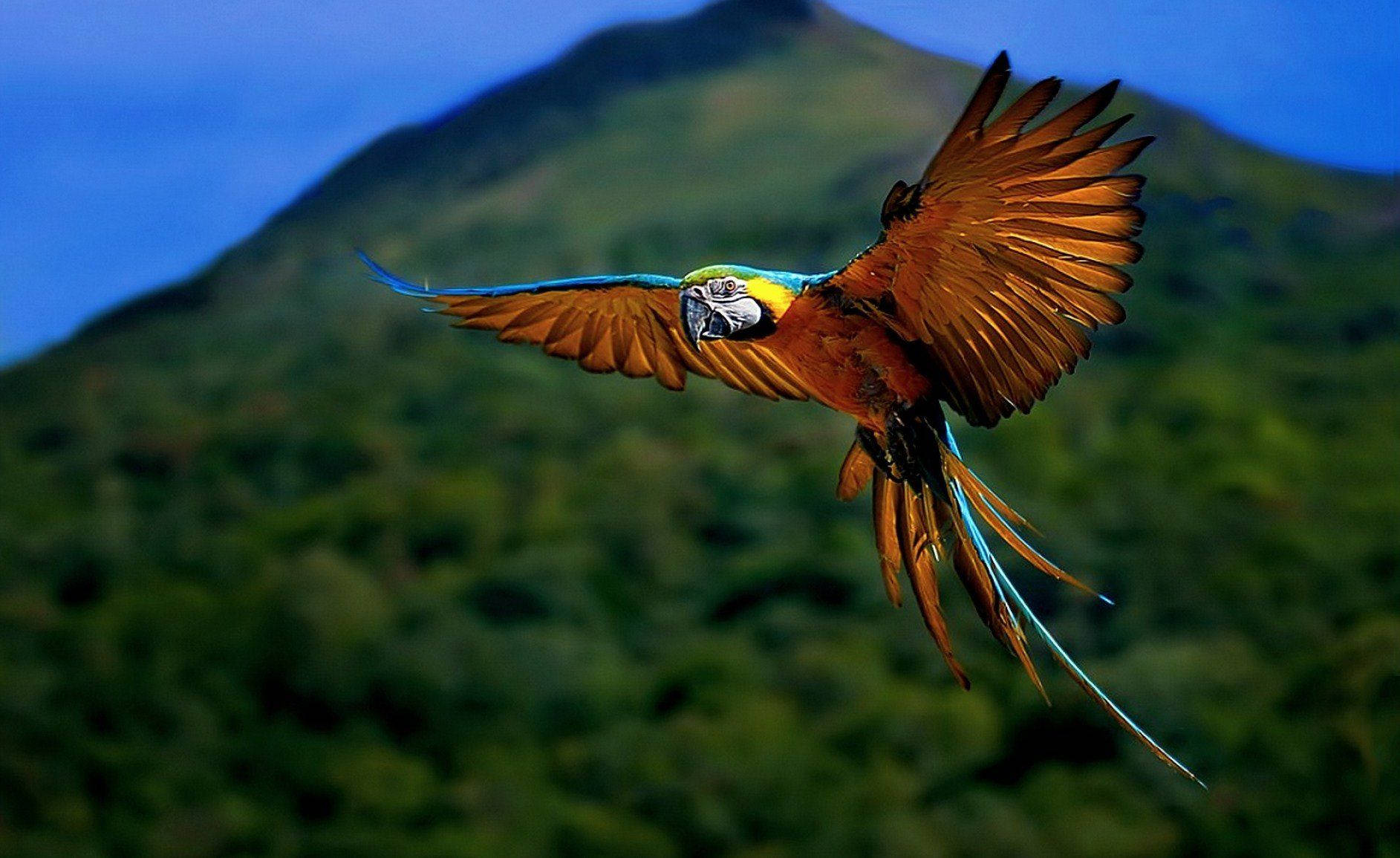 National Geographic Flying Parrot