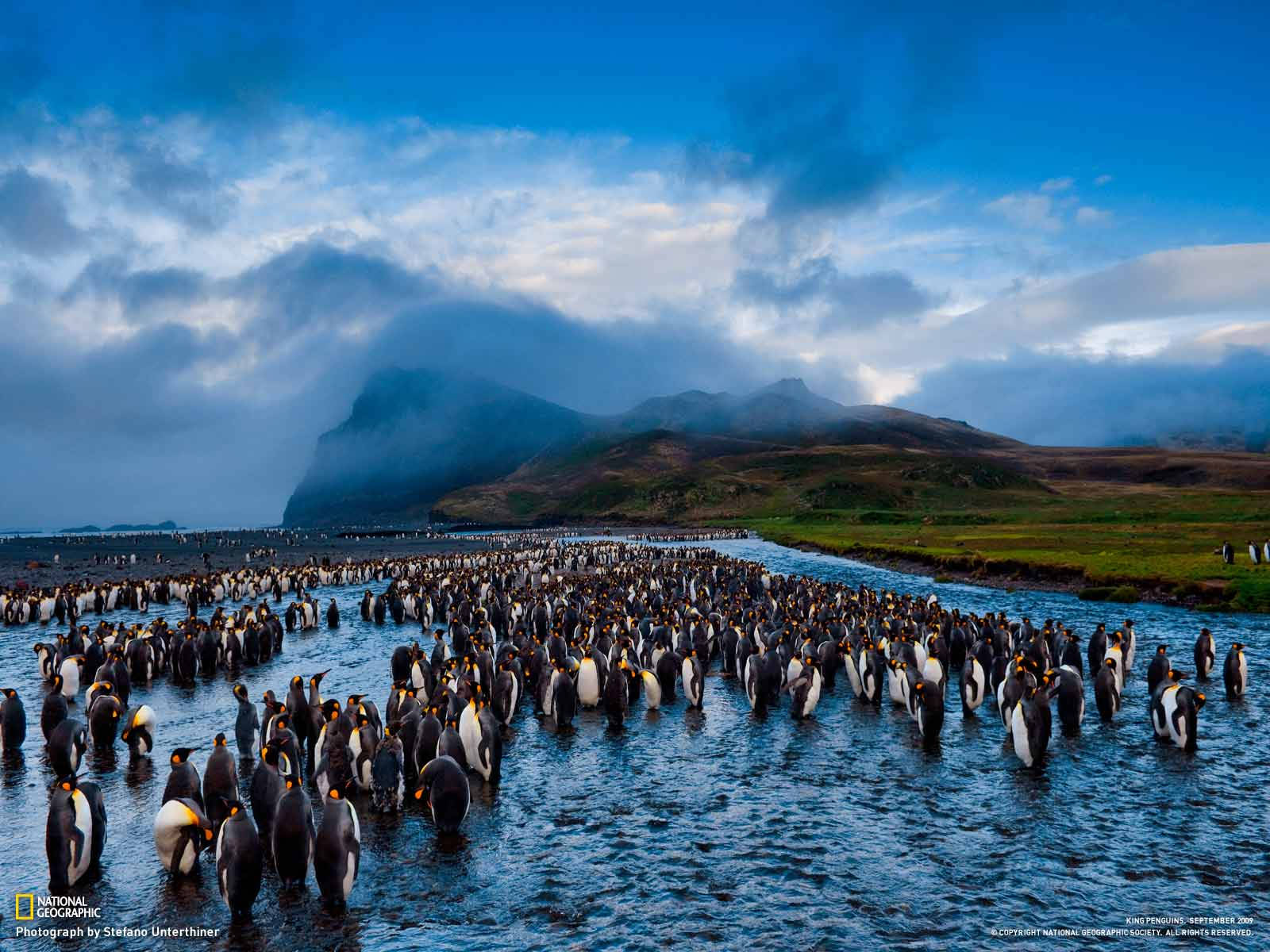 National Geographic King Penguins Background