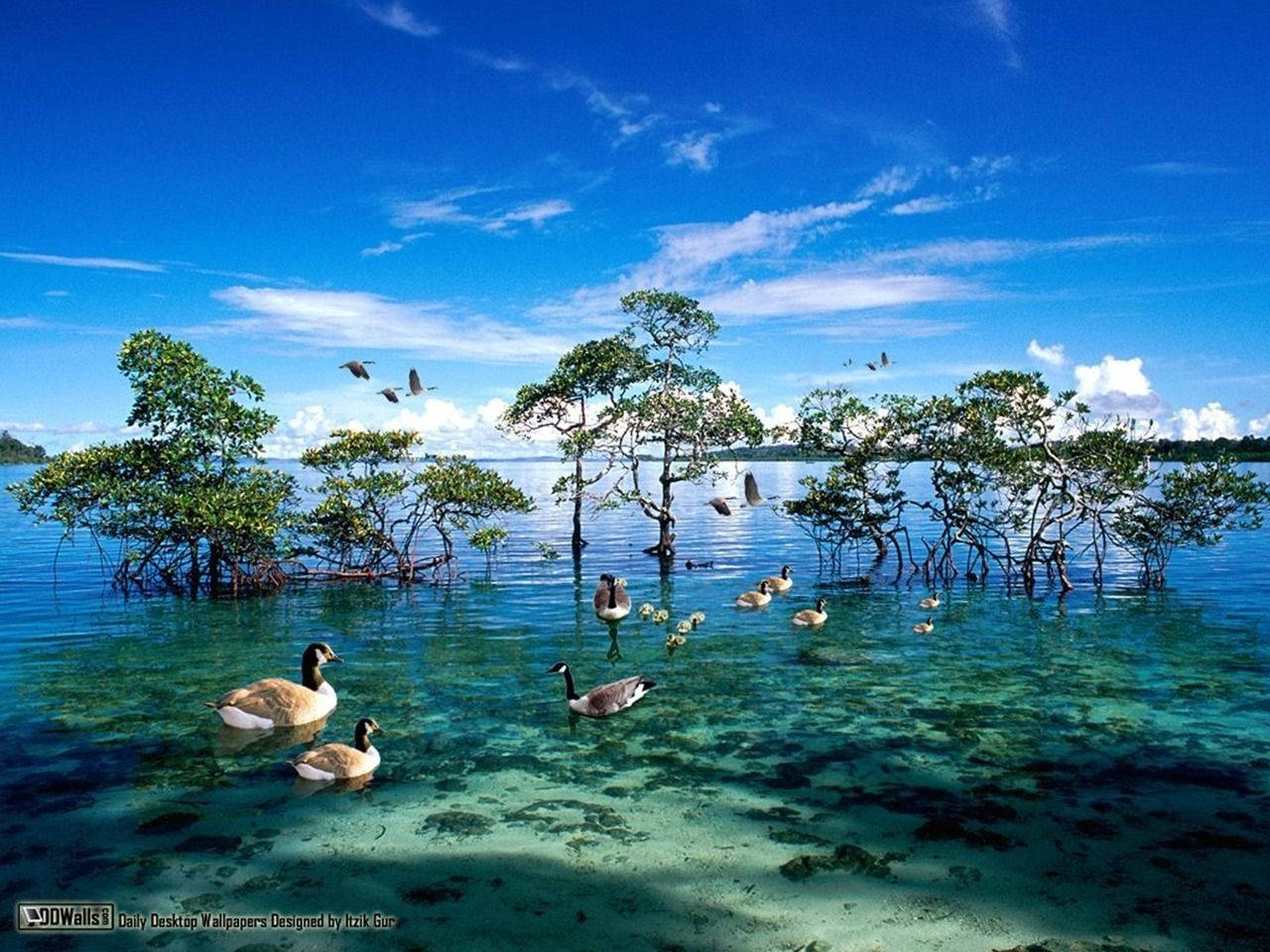 National Geographic Mangrove With Ducks Background