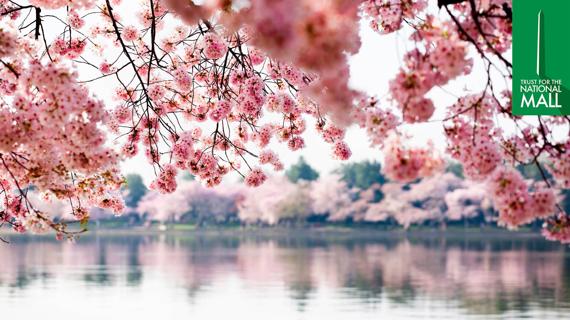 National Mall Cherry Blossom Daytime Background