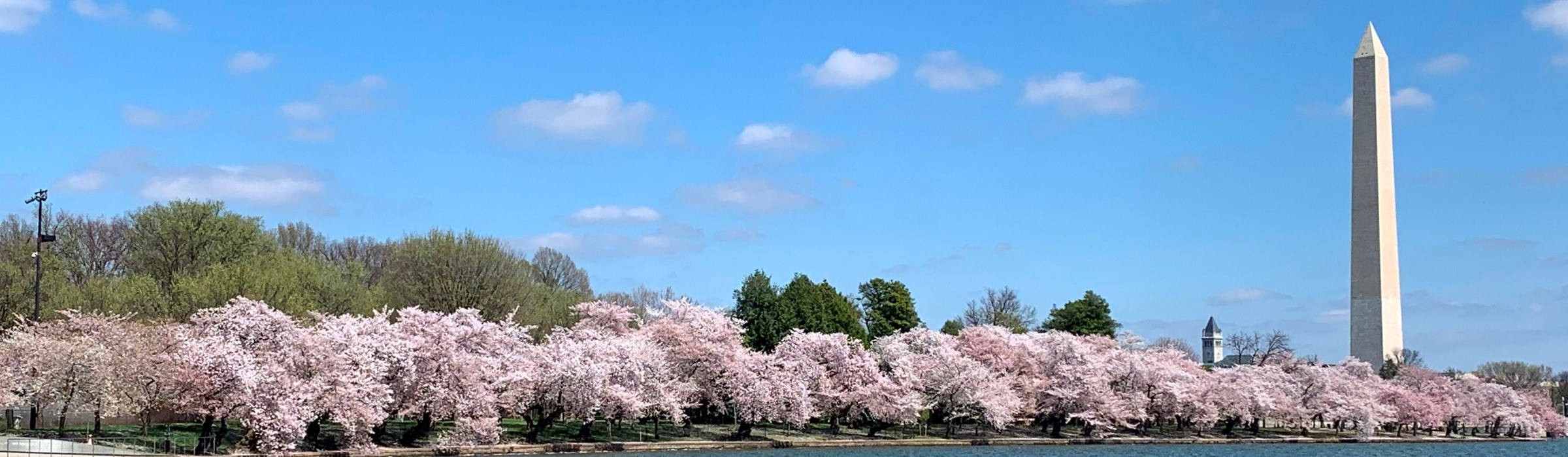 National Mall Cherry Blossom Background