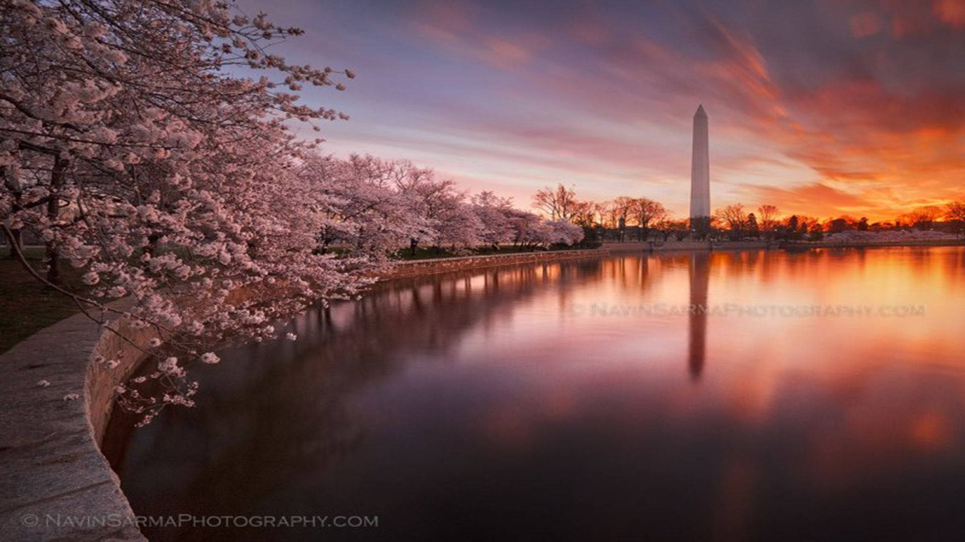 National Mall Cherry Blossom Purple Background