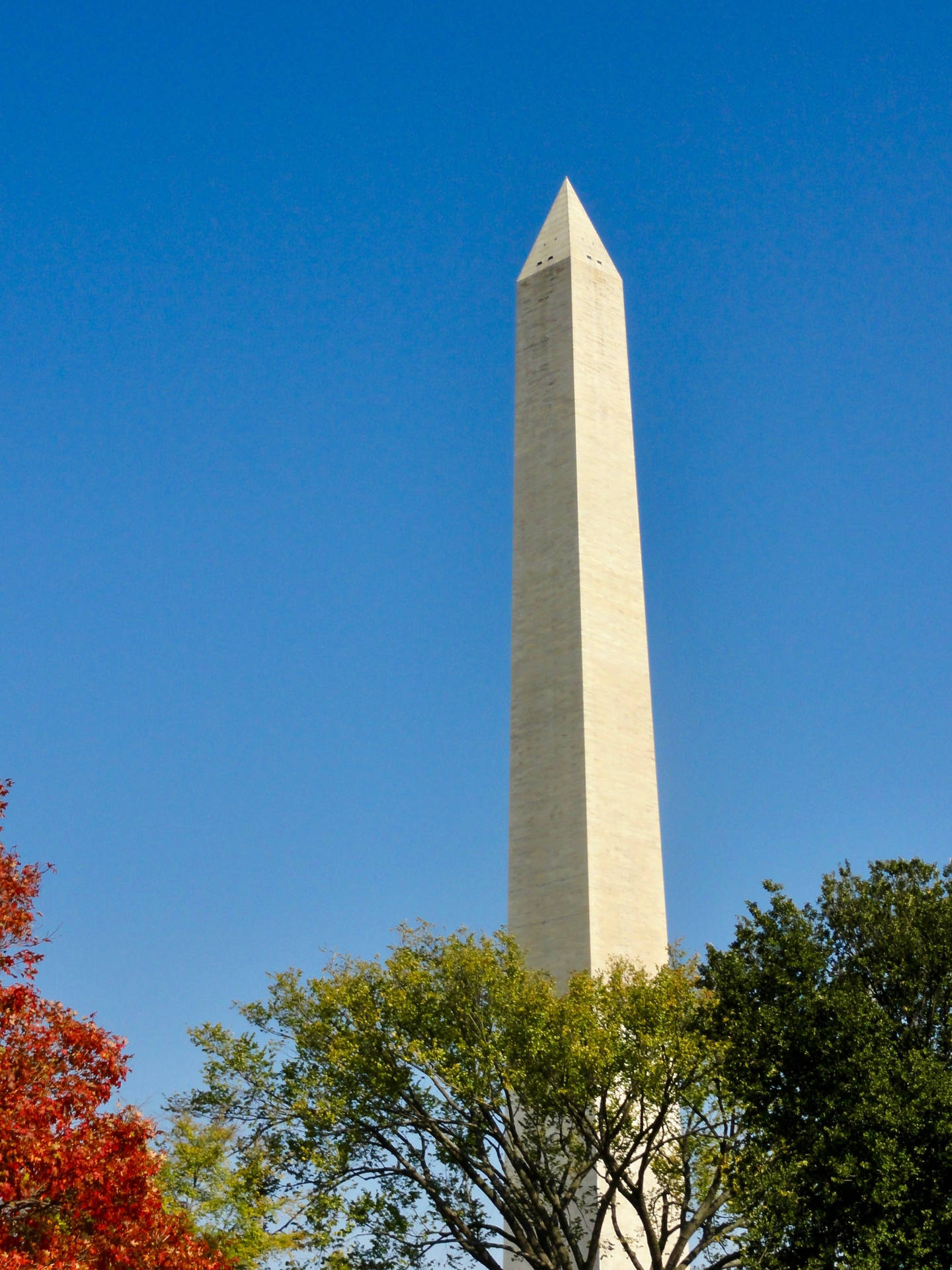 National Mall Monument Near Trees Background