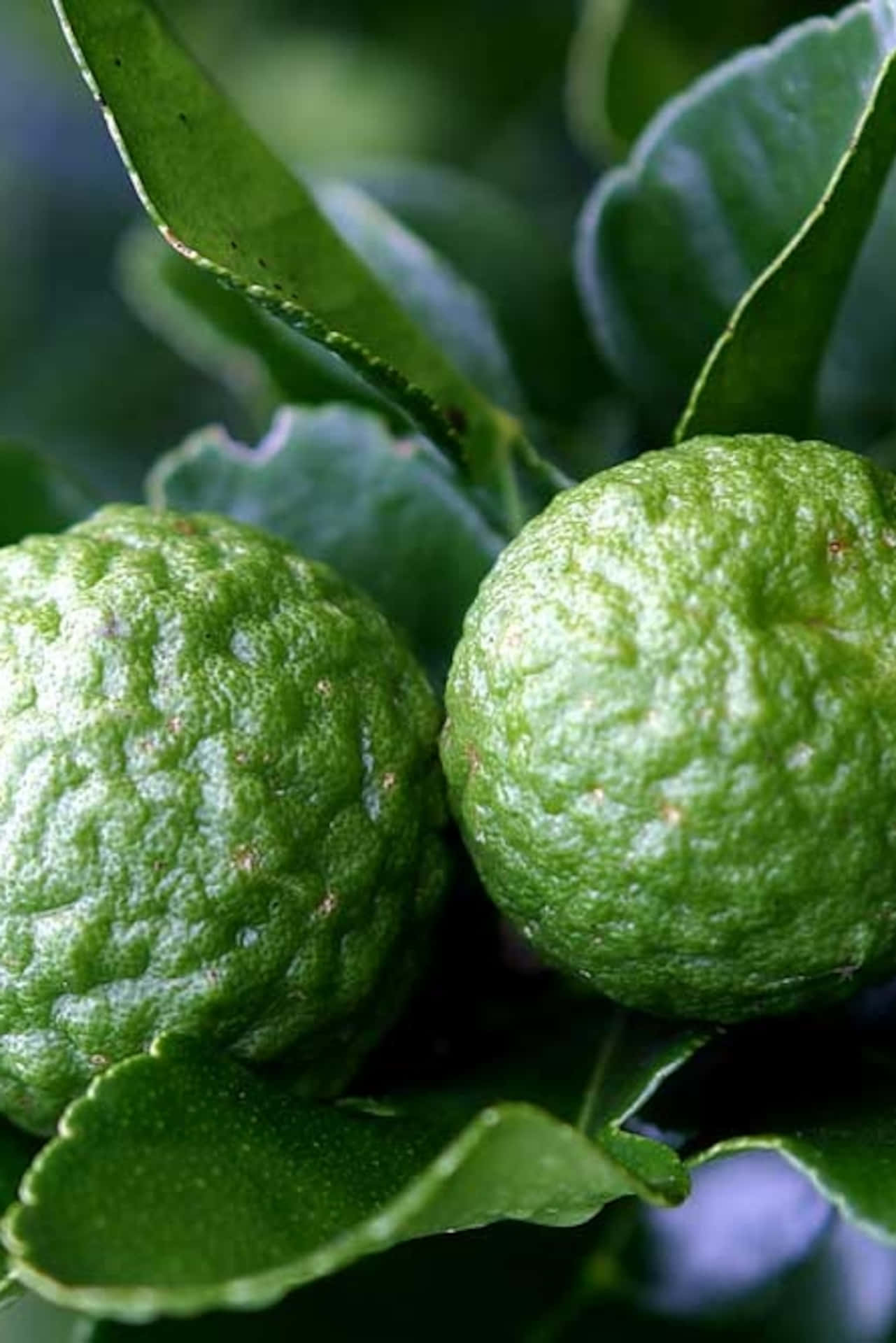 Native Kaffir Lime Citrus Fruit Background