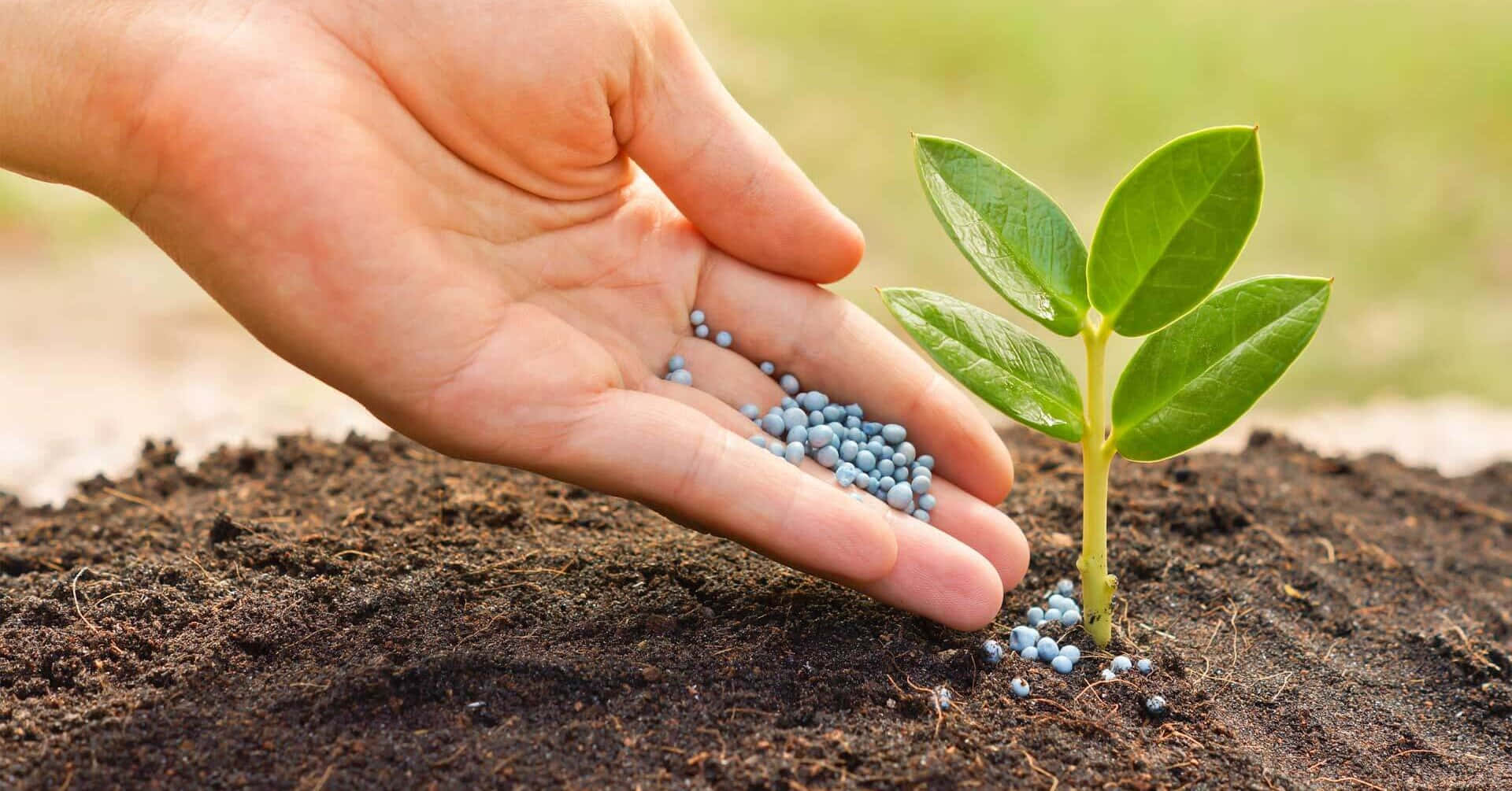 Natura Soil And Fresh Plant Background