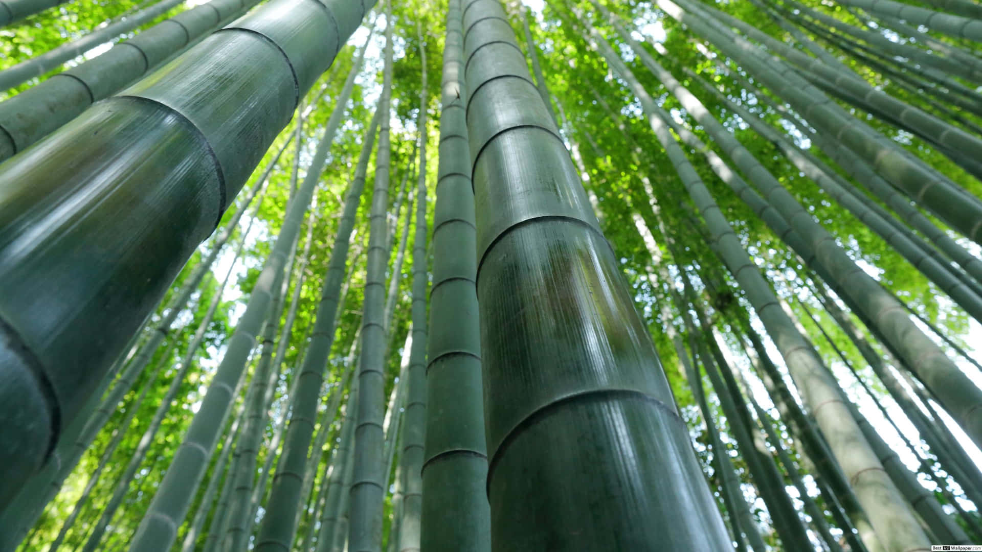 Natural Beauty Of Green Bamboo Surrounding A Tranquil Pool Of Water Background