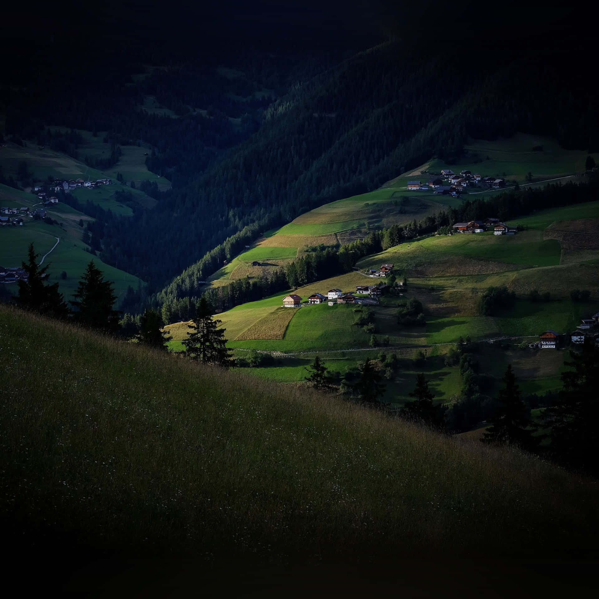 Natural Beauty Of The Dark Green Forest Background