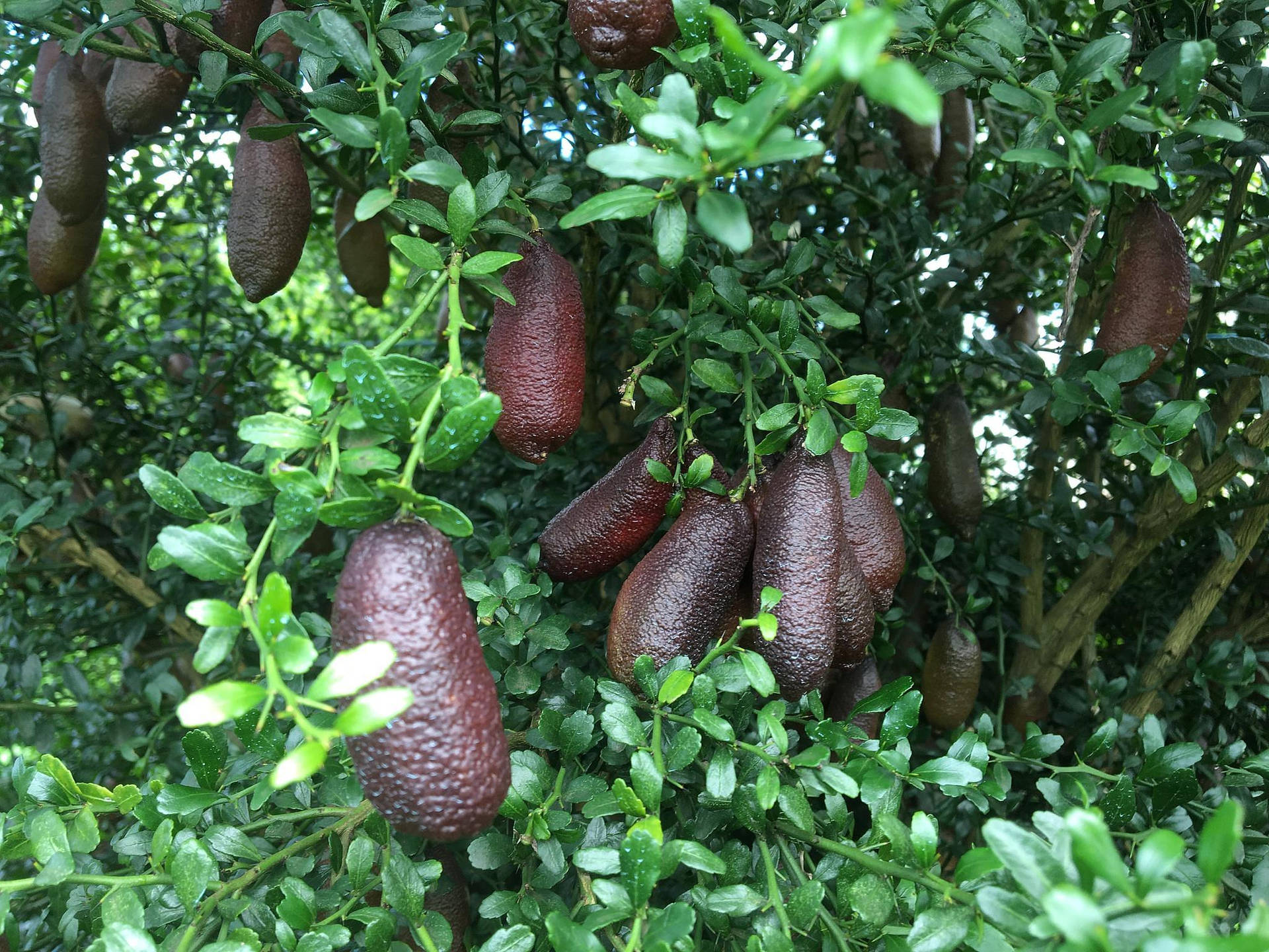 Natural Delight - Giant Finger Limes Background