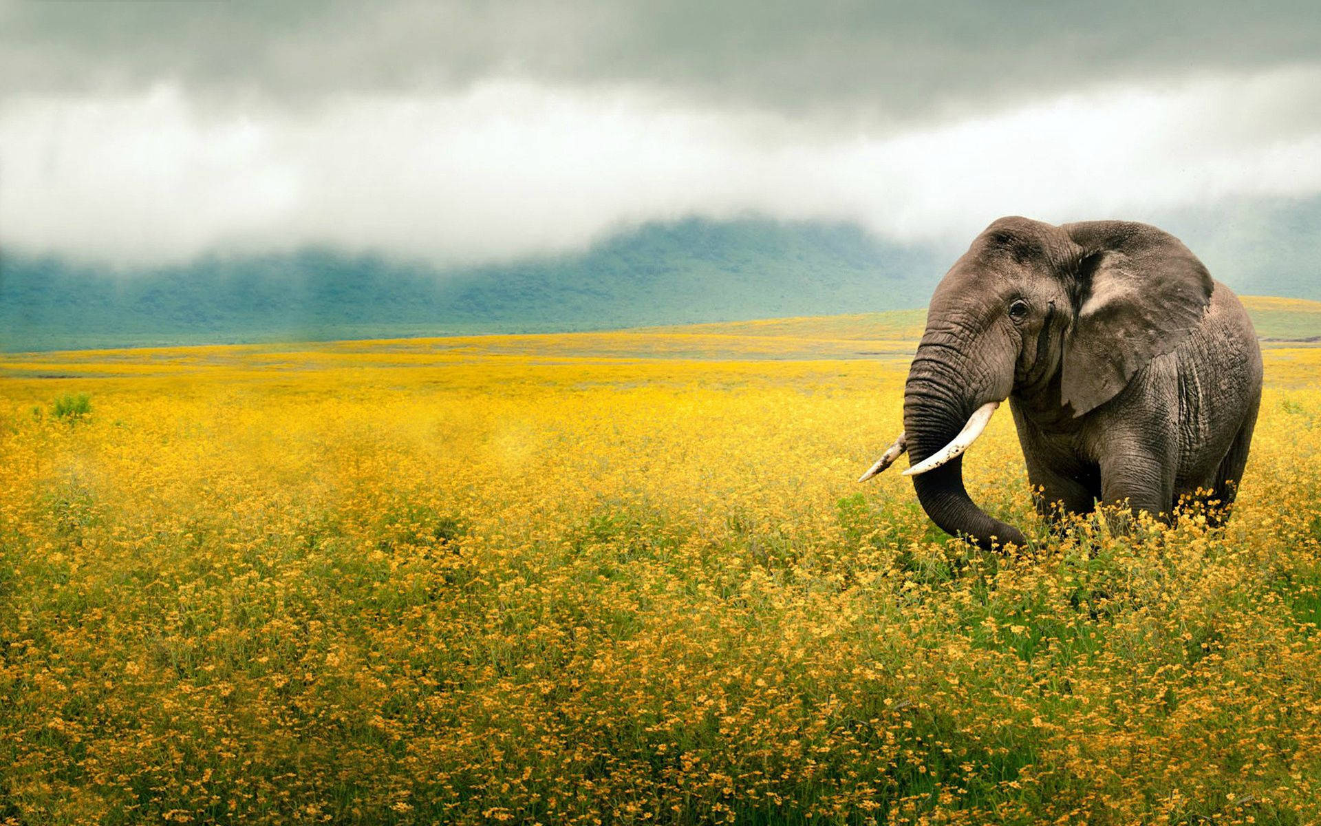 Natural Elephant In Grass Field