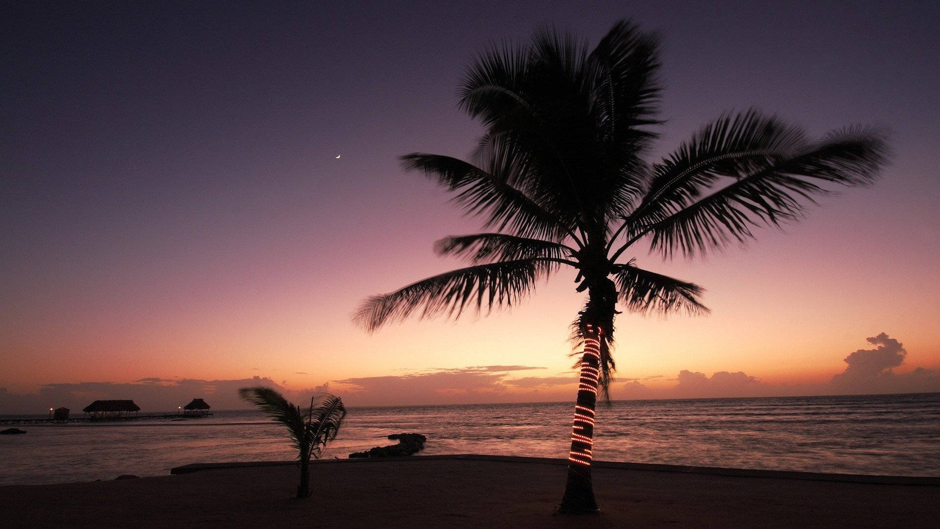 Natural Giant Palm Tree At Beach During Sunset Background