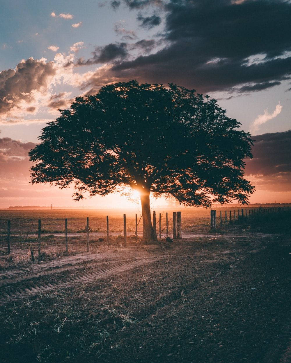 Natural Giant Tree On Field During Sunset Background