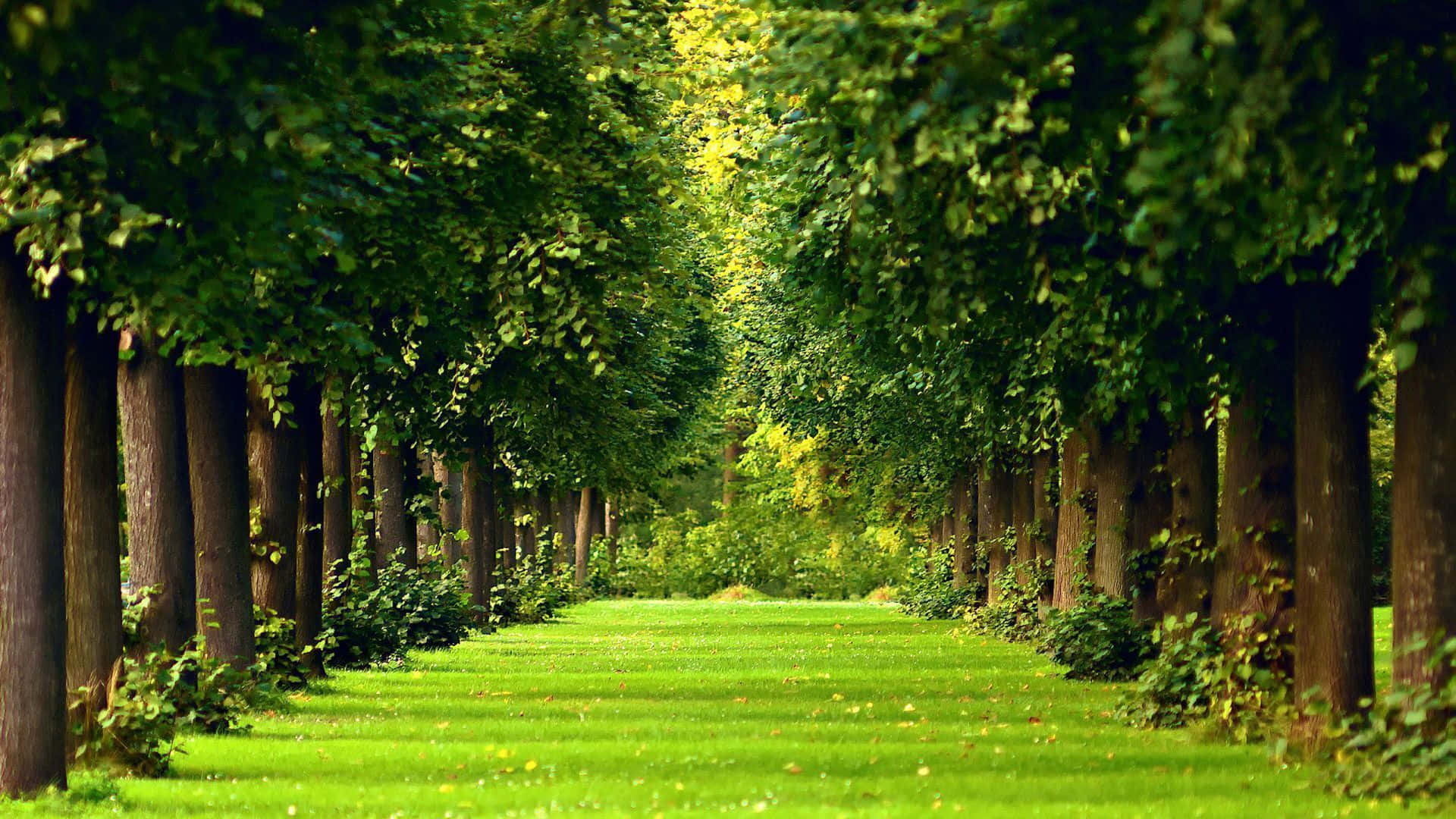Natural Green Garden Forest Desktop Background