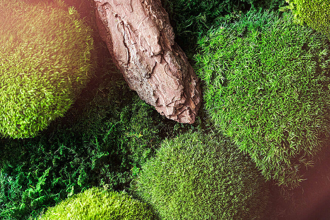 Natural Green Moss Imac 4k
