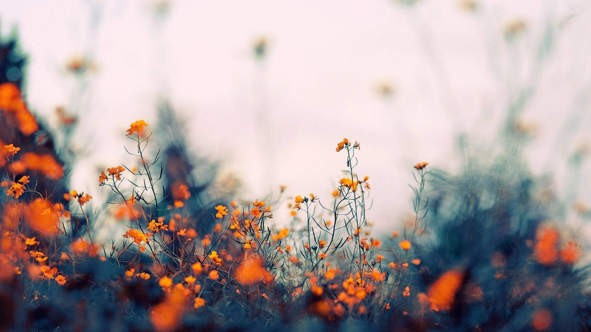 Natural Orange Aesthetic Flower Field Background