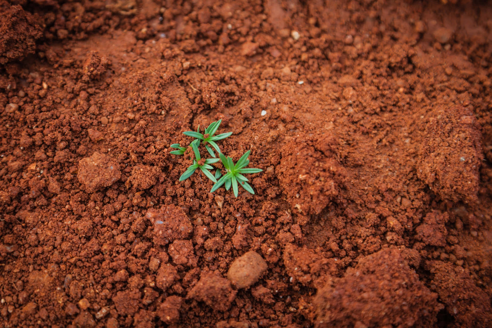 Natural Orange Dry Soil Background