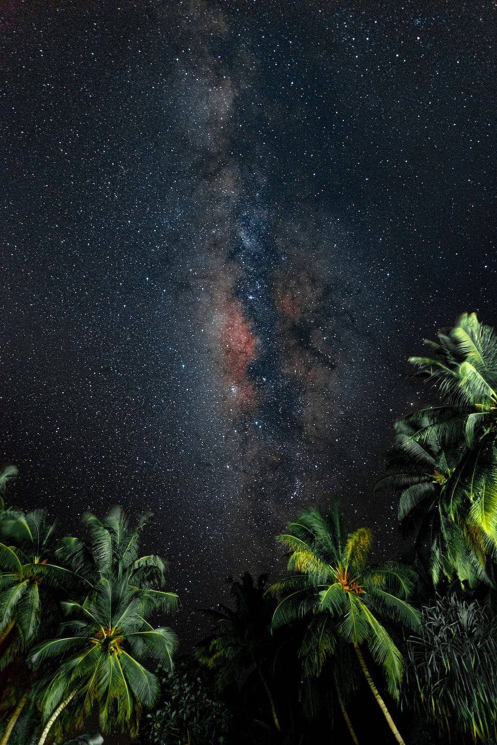 Natural Palm Trees Starry Sky Background