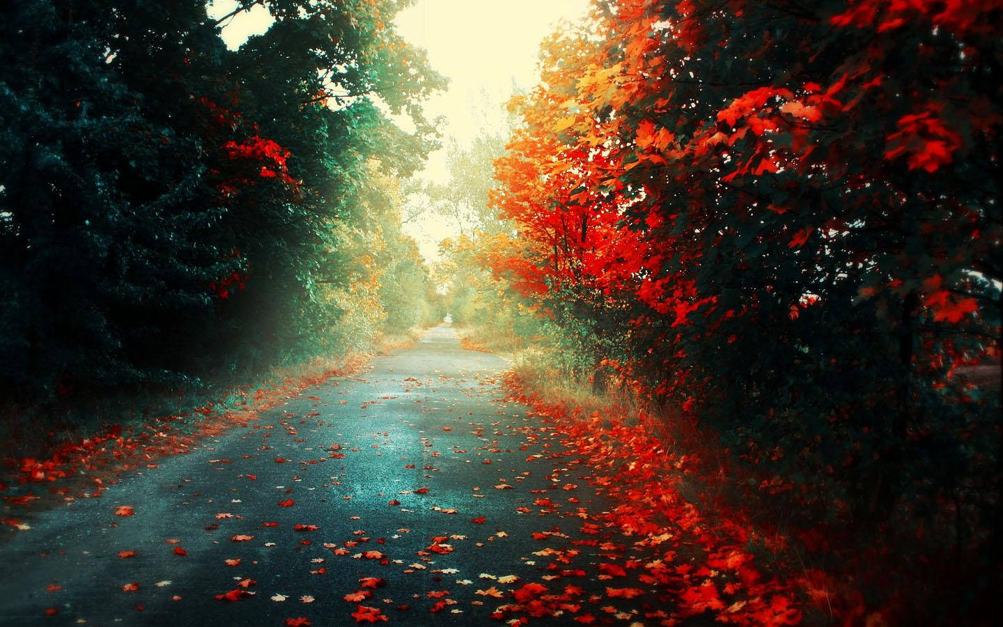 Natural Road With Autumn Trees Background