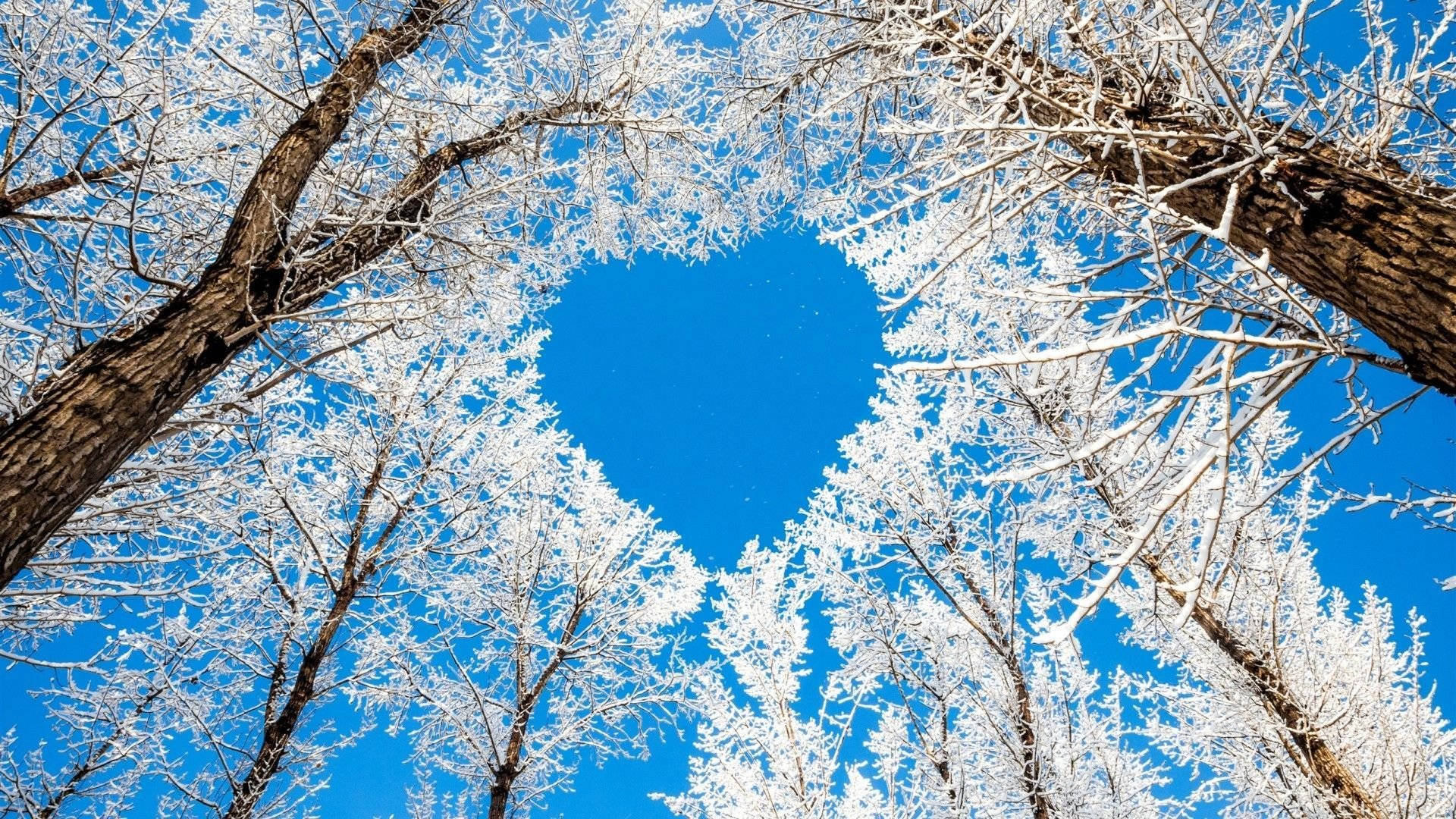 Natural Trees With Snow Heart Background