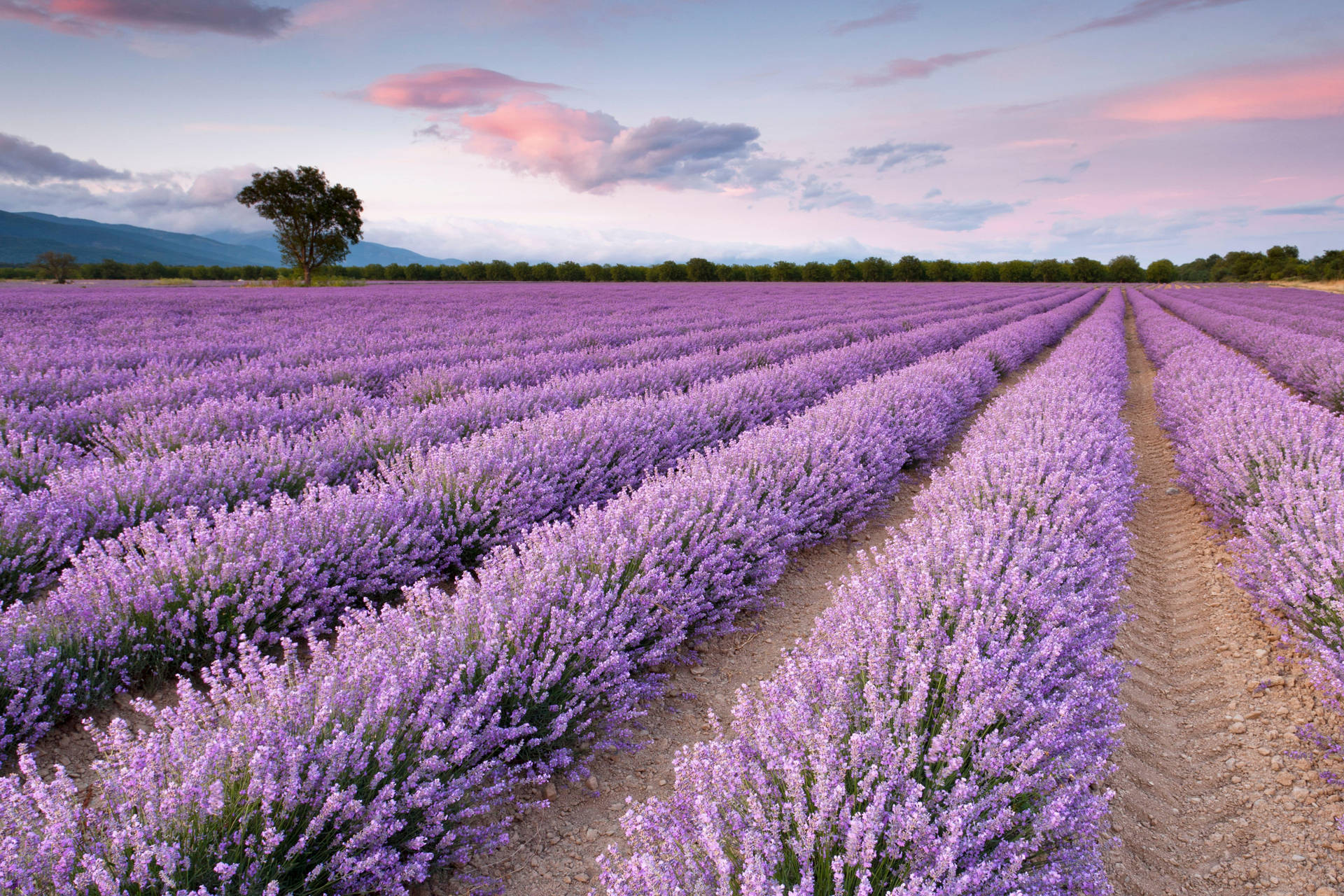 Nature 4k Lavender Field Background