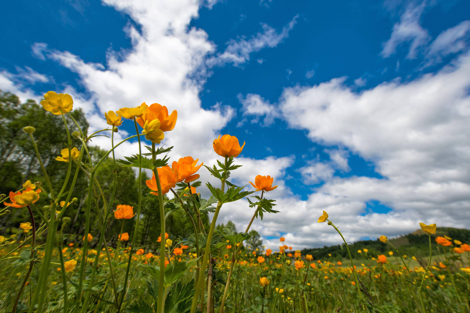 Nature 4k Orange Flowers Background