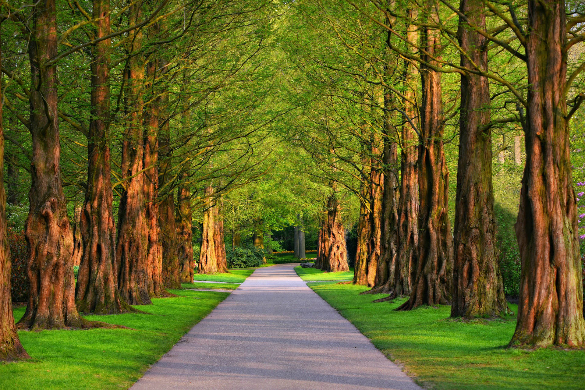 Nature 4k Tree Path Background