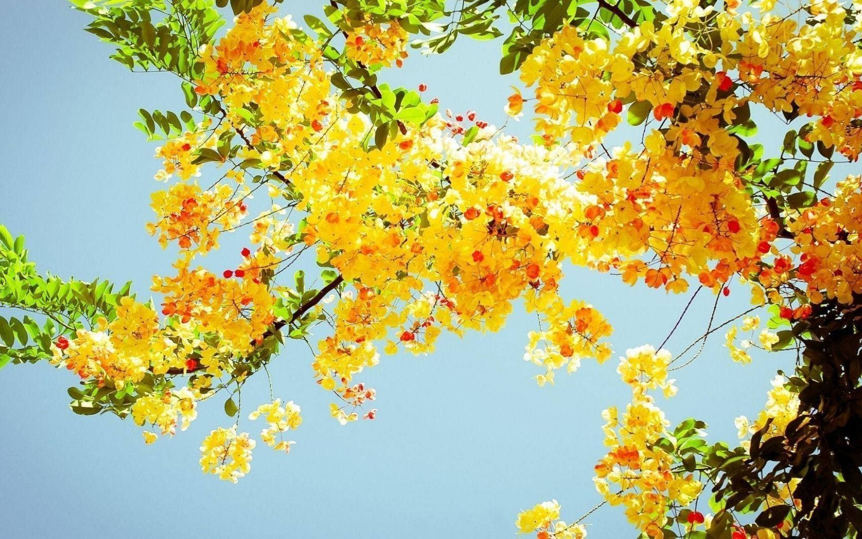 Nature Aesthetic Yellow Flowers On Tree For Computer Background