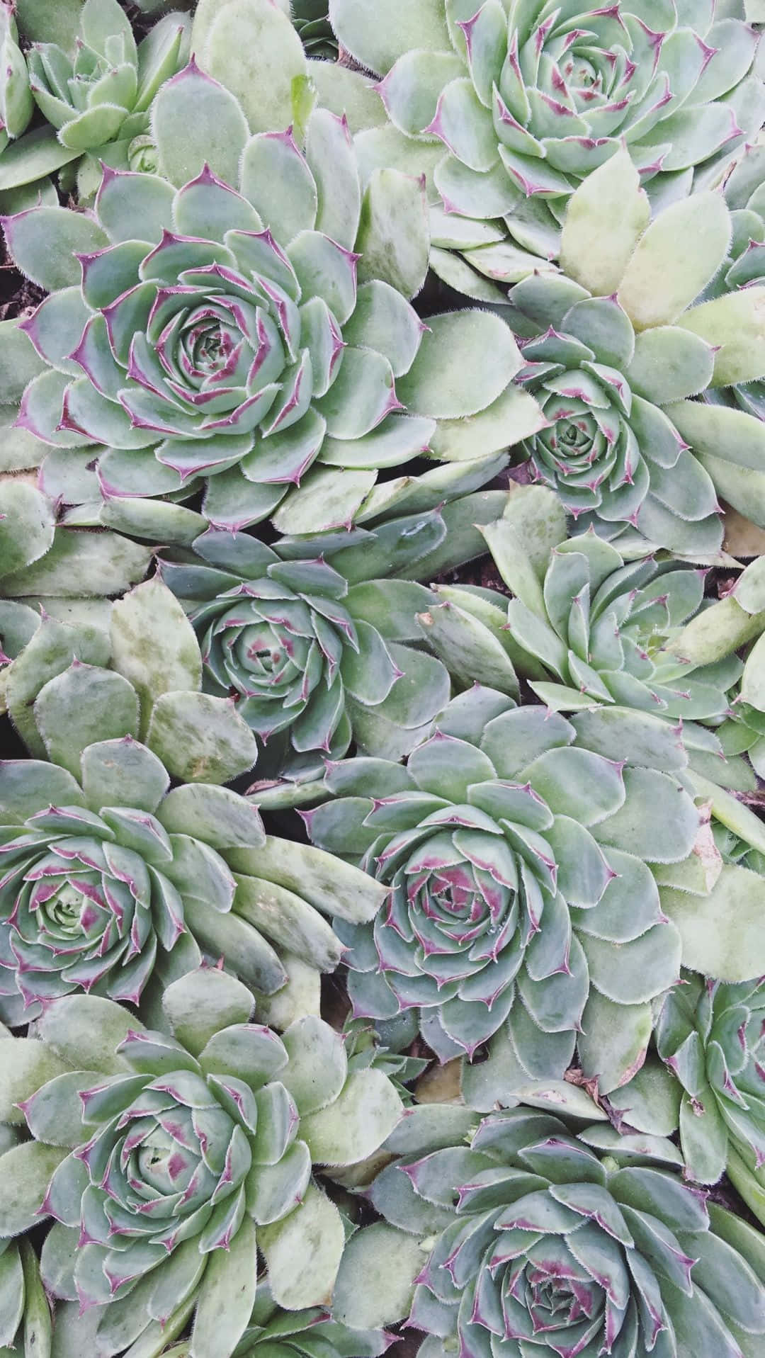 Nature And Succulent Iphone Background