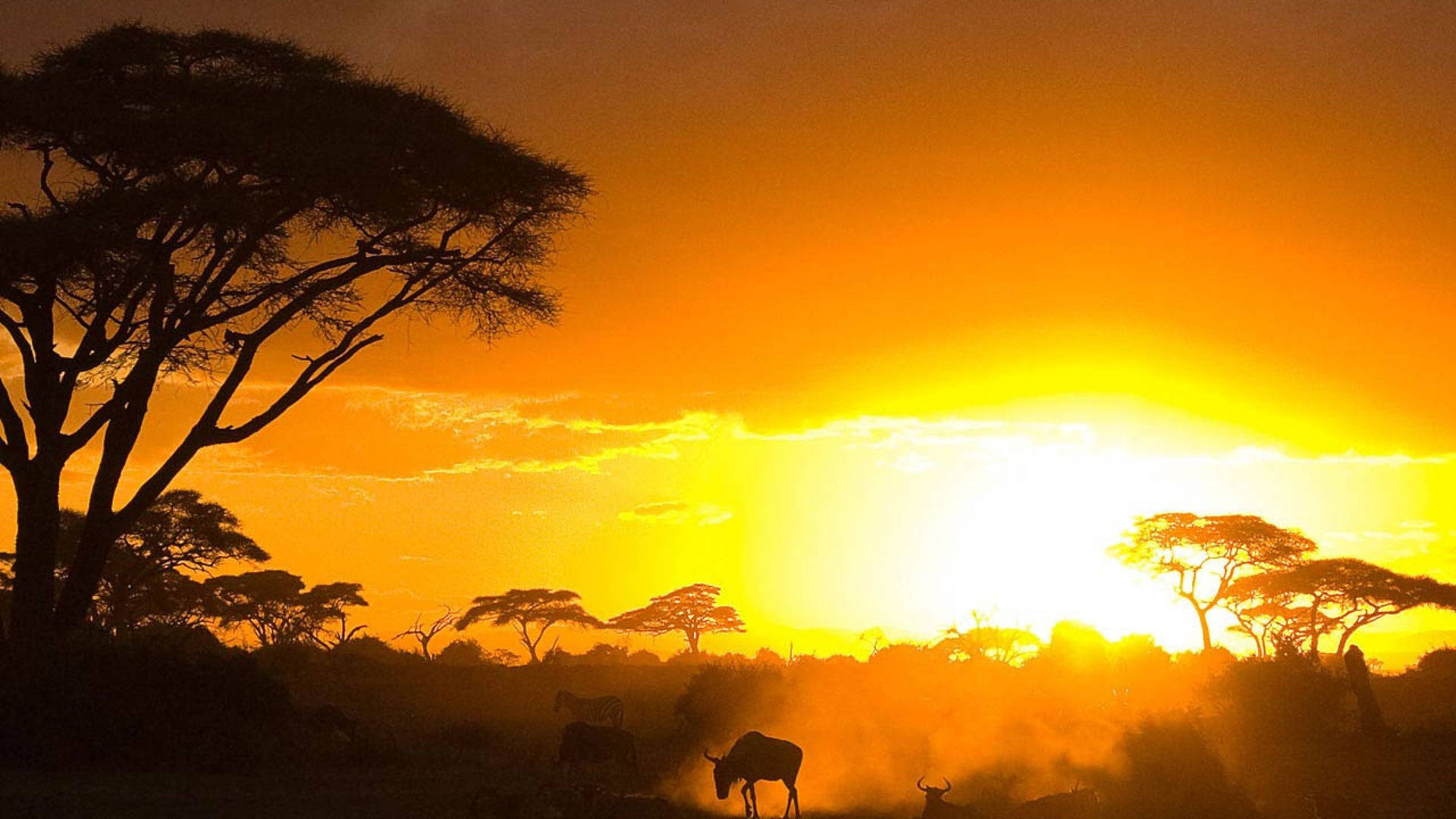 Nature And Wildlife In Kenya Background
