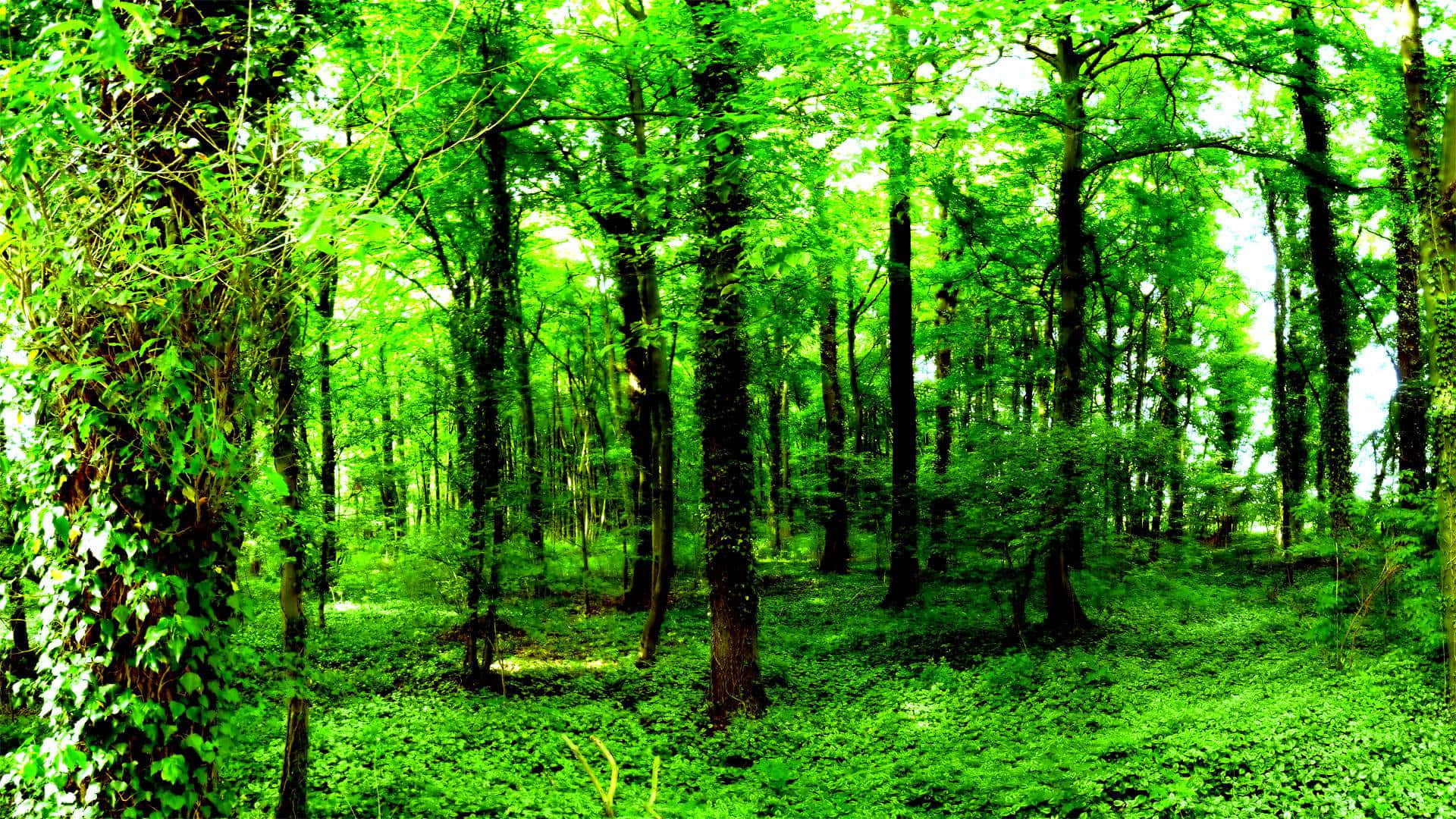 Nature At Its Finest: A Peaceful And Vibrant Forest Green Landscape Background