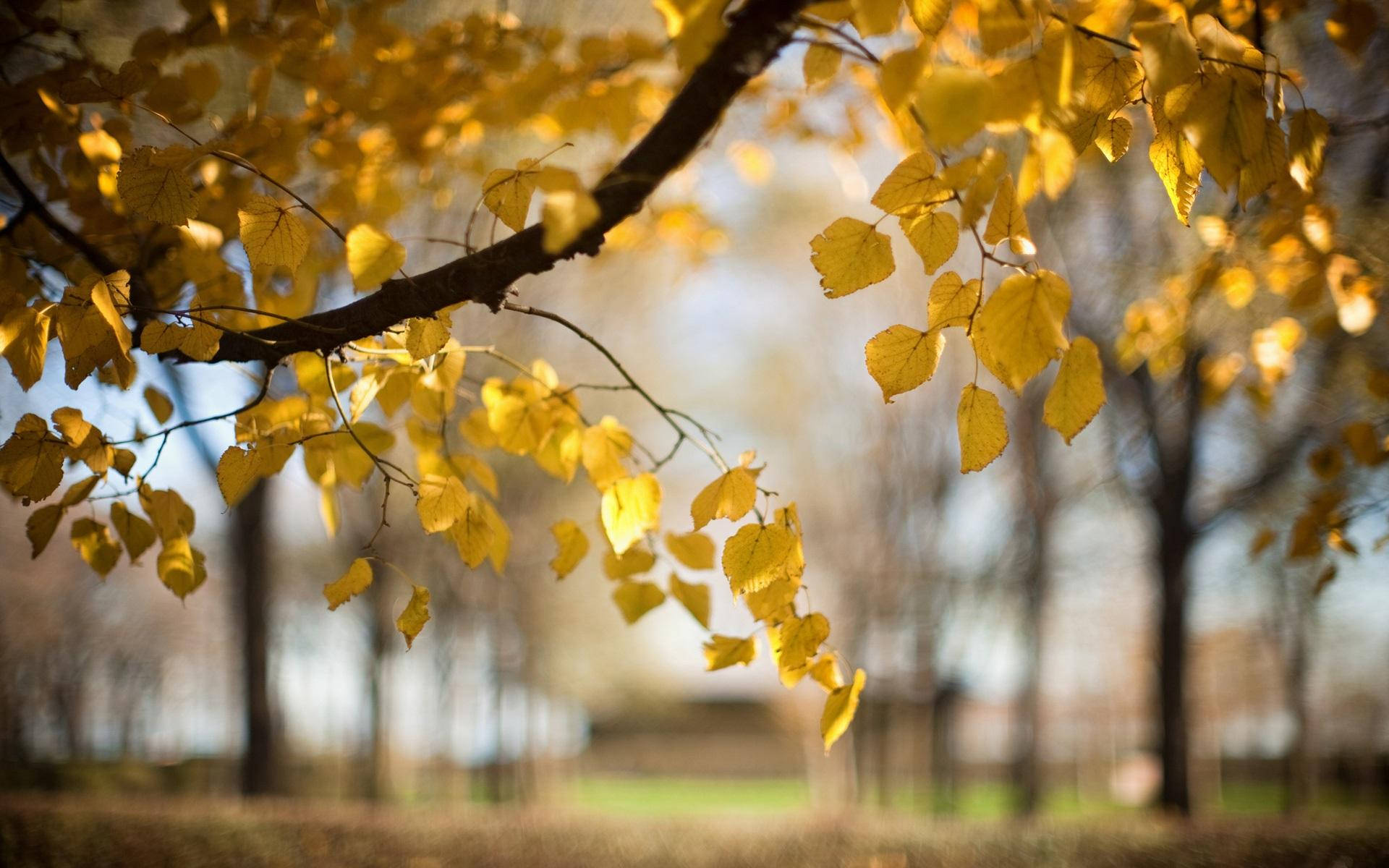 Nature Blur Autumn Background