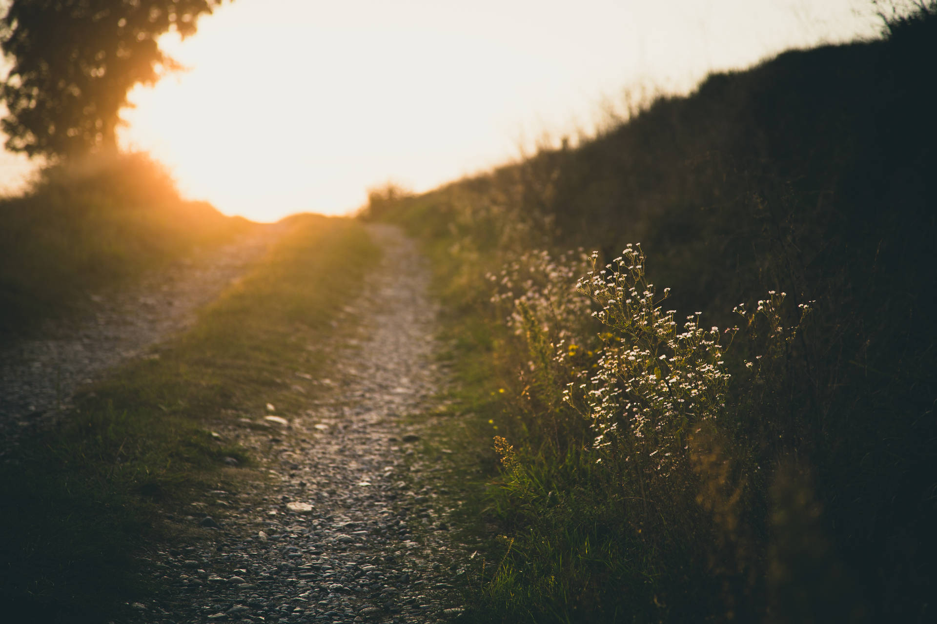 Nature Blur Background Of Country Path Background