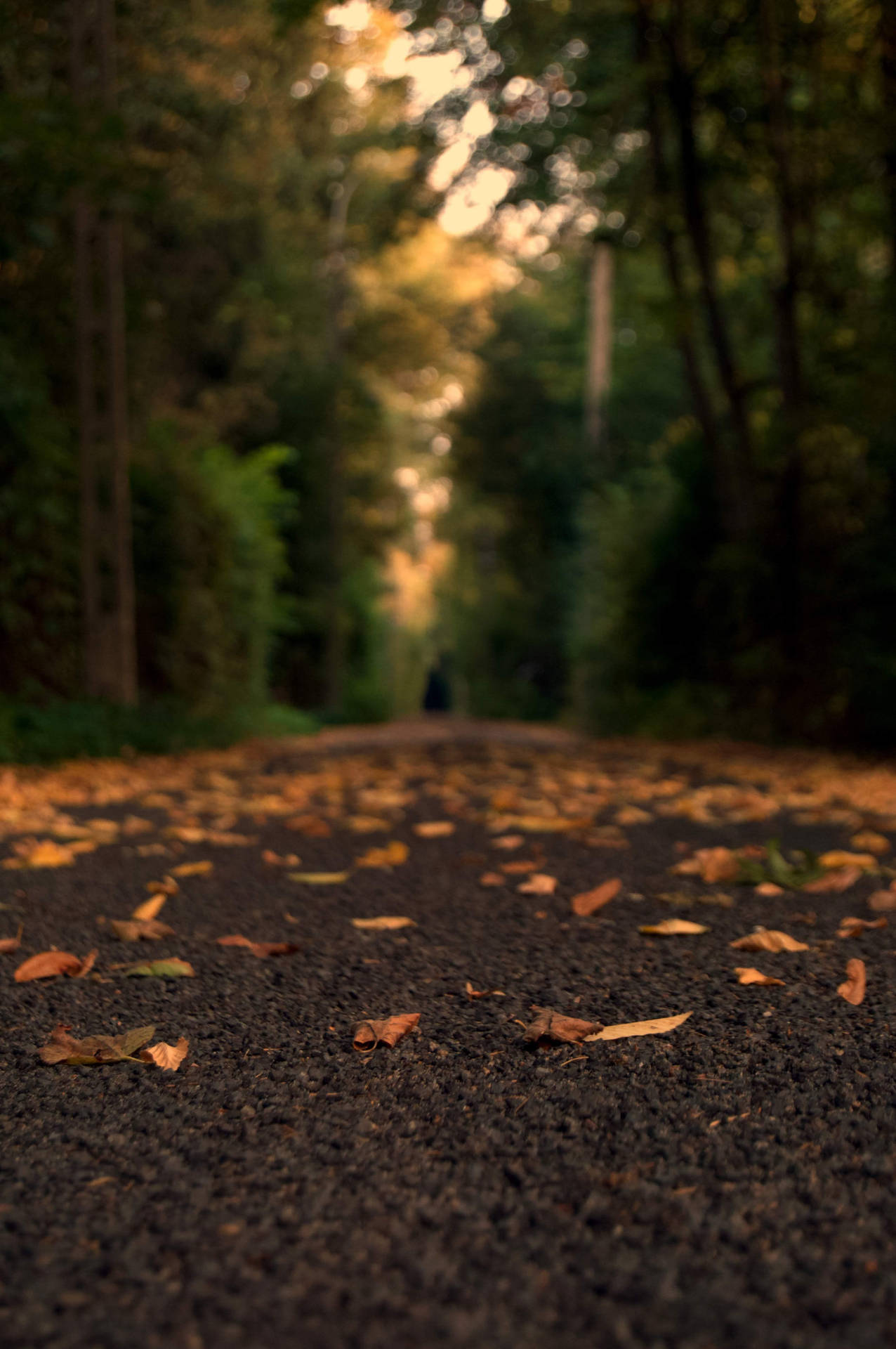 Nature Blur Backwood Road Background