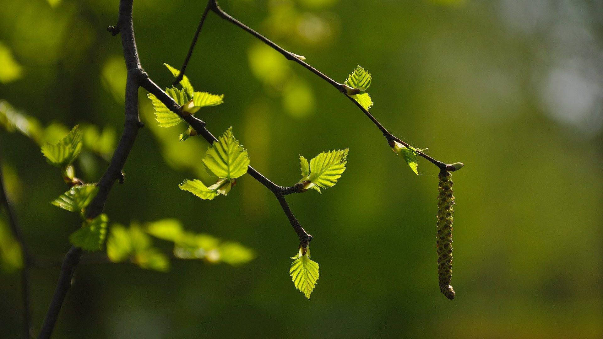 Nature Blur Caterpillar Background