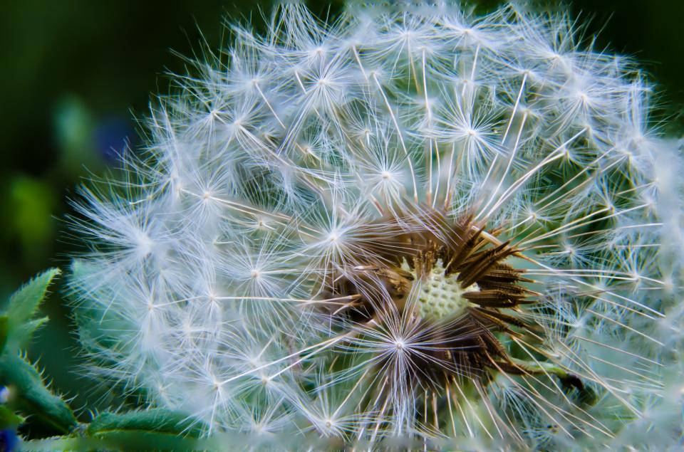 Nature Blur Dandelion Close-up Background