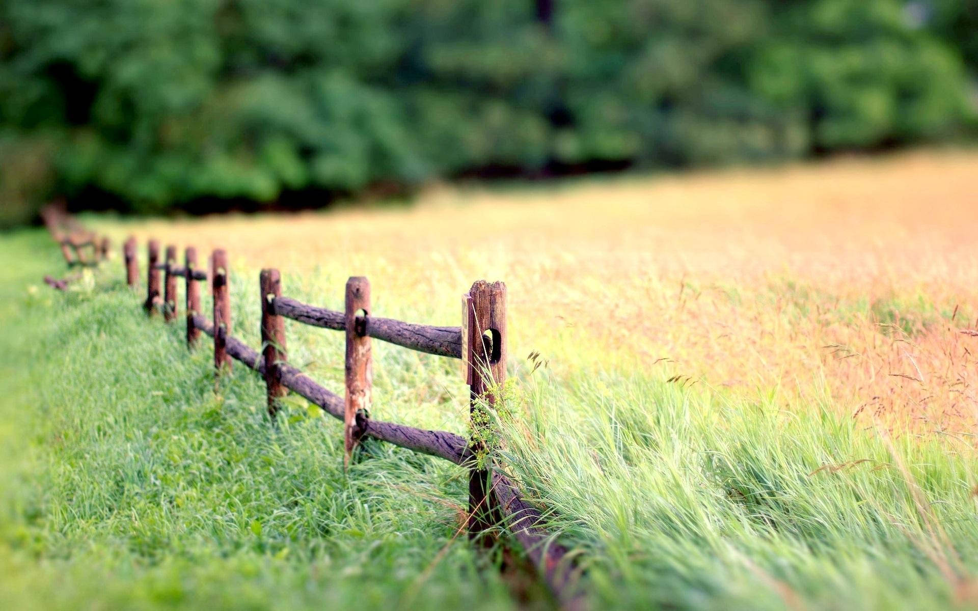 Nature Blur Field Background