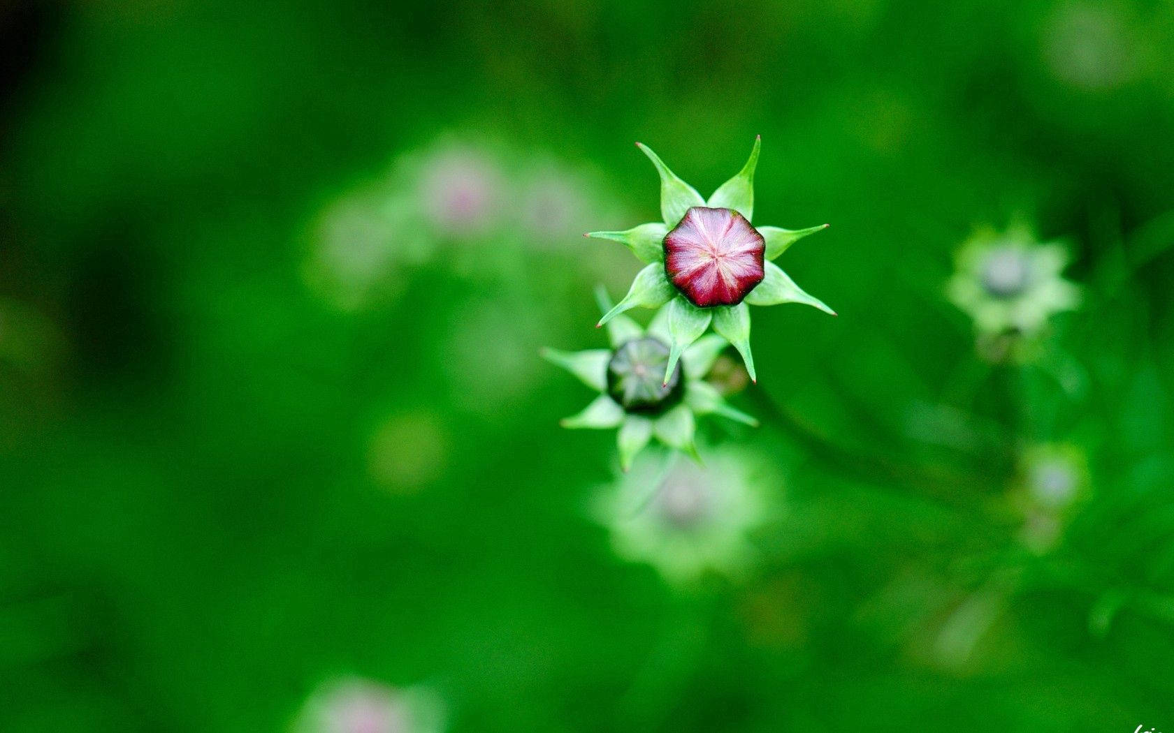 Nature Blur Flower Buds