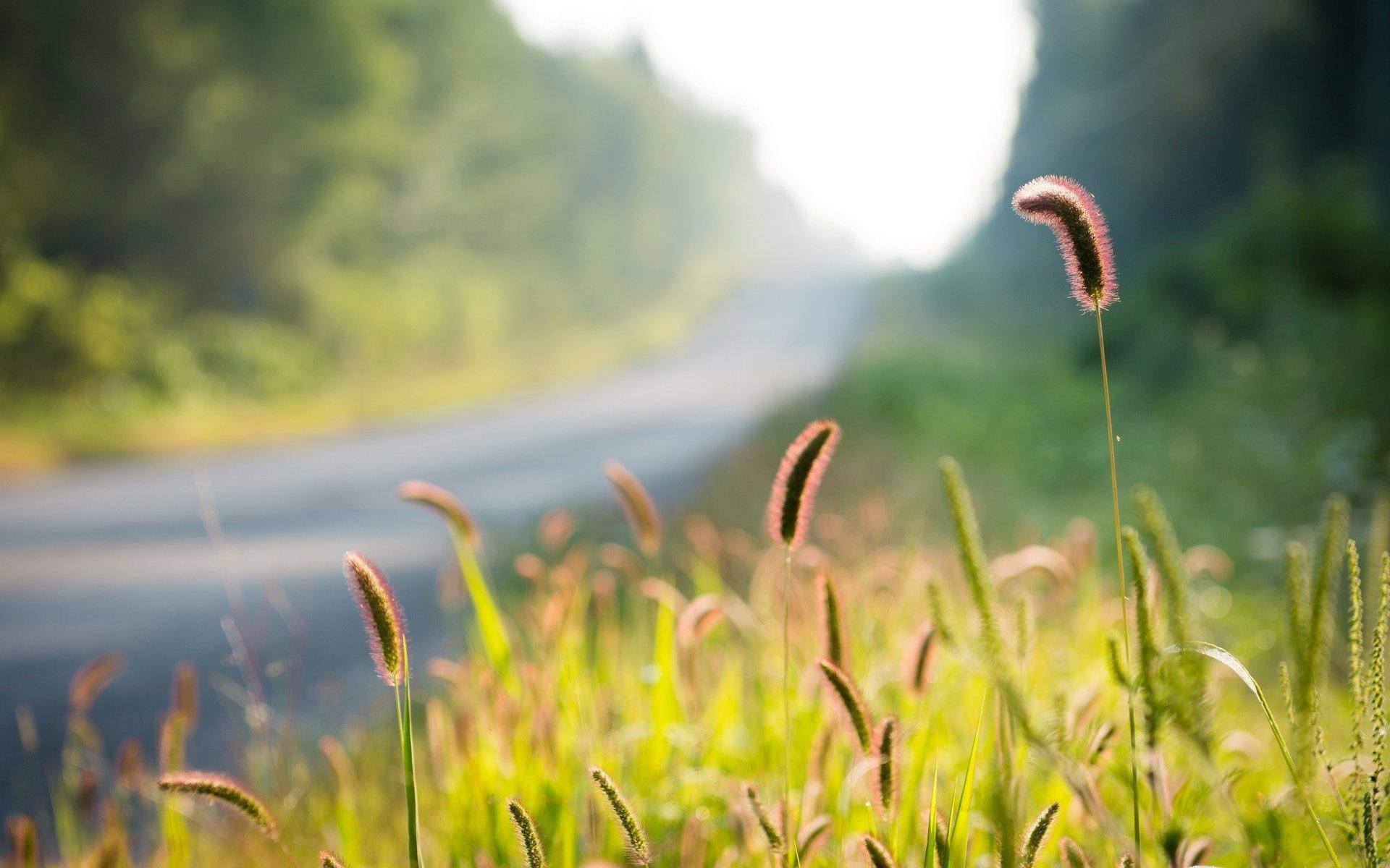 Nature Blur Foxtail Background Background