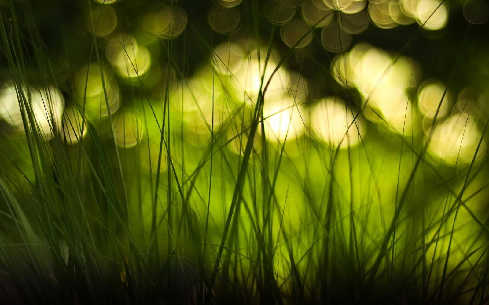 Nature Blur Grass And Sun Light Background