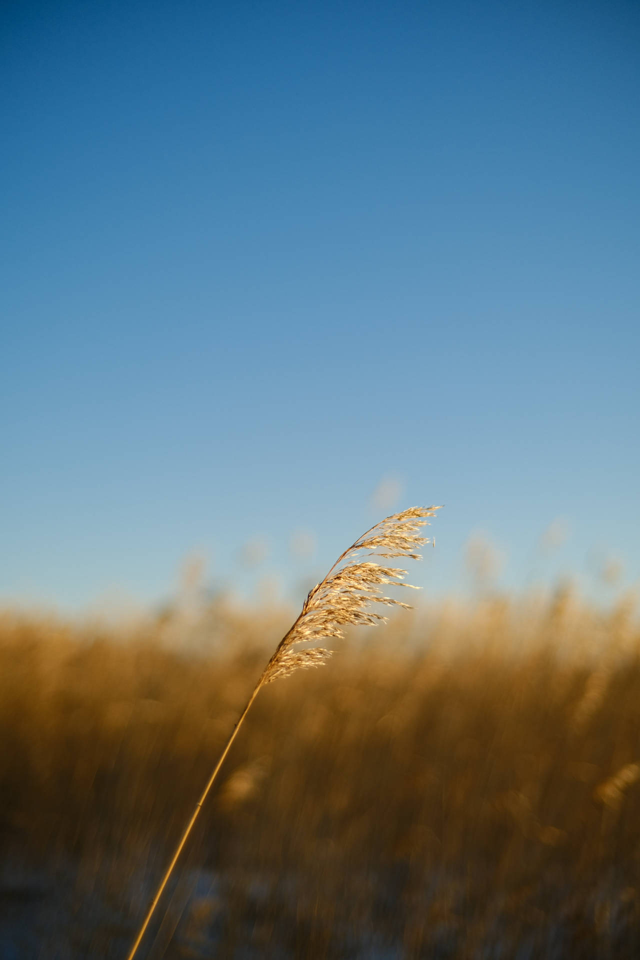 Nature Blur Photo Of Wheat Stem Background