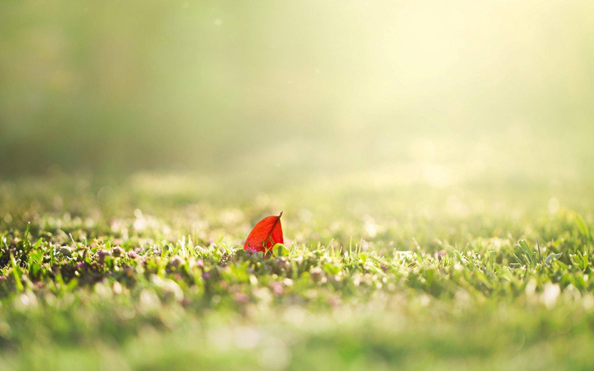 Nature Blur Red Leaf On Grass Background