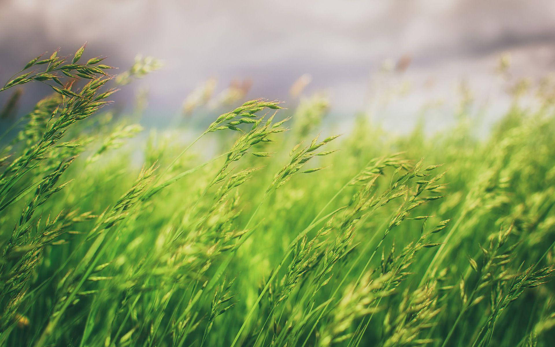 Nature Blur Tall Grass Background