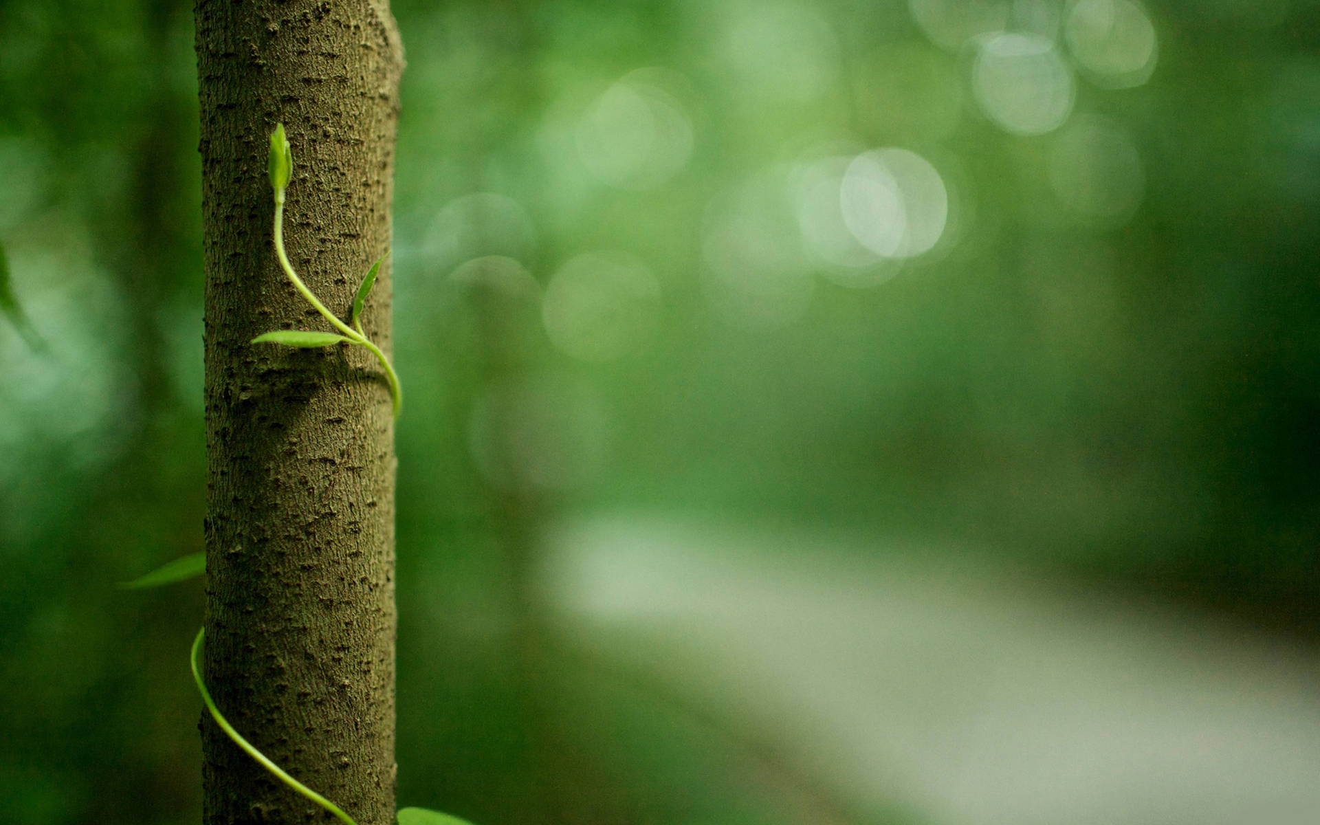 Nature Blur With Vine On Tree Trunk