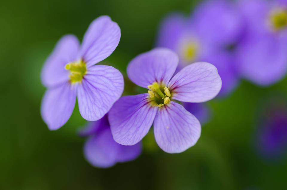 Nature Blurred Cress Flowers Background