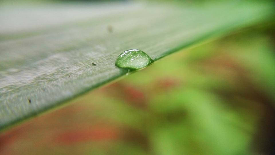 Nature Blurred Dew Background Background