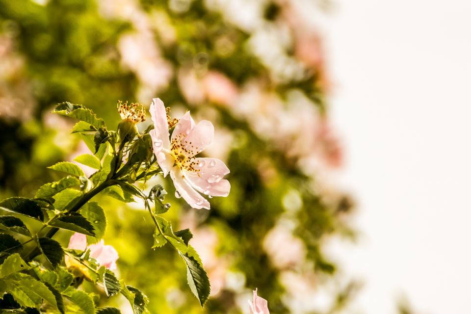 Nature Blurred Dog-rose Background