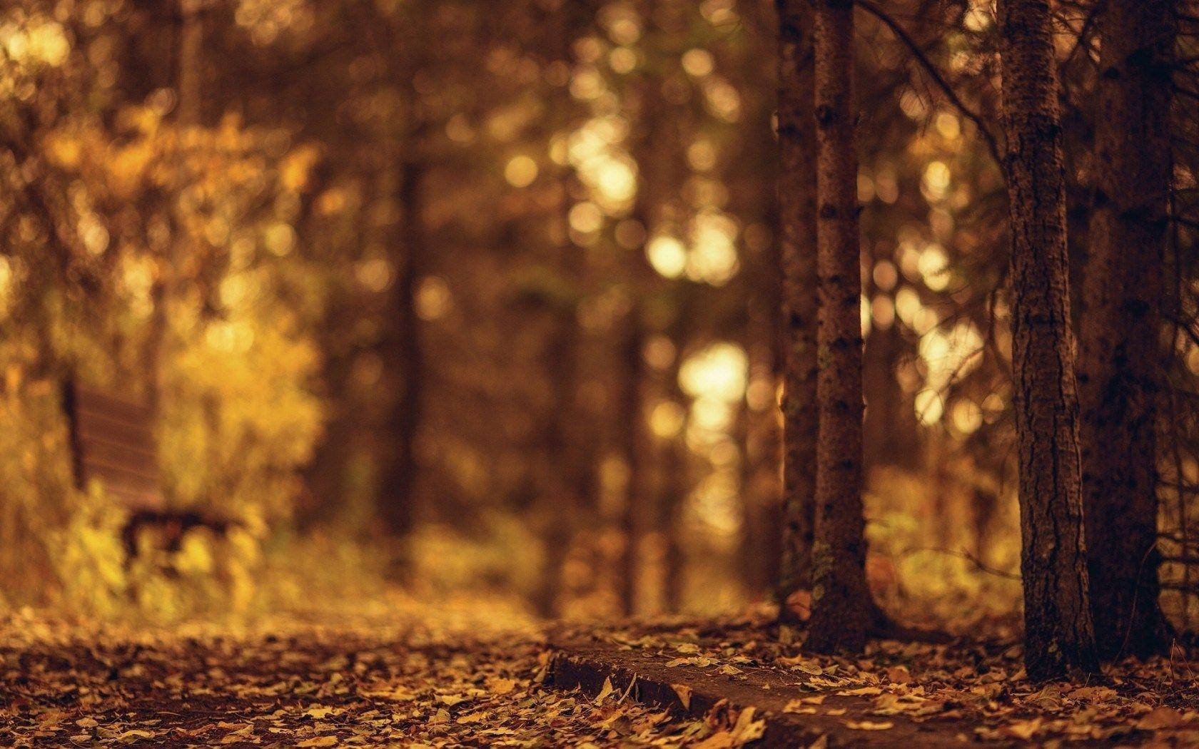 Nature Blurred Park Bench In Autumn Background