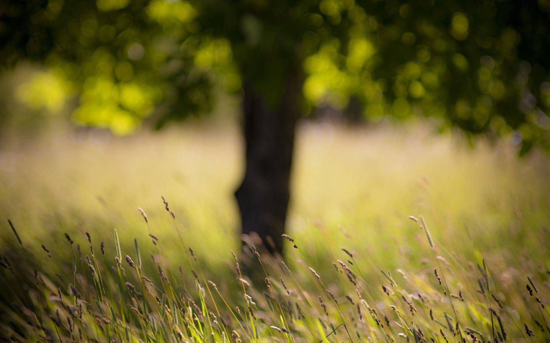 Nature Blurred Timothy Grass Field